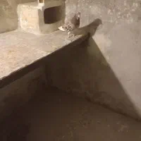 کفتر سرور|پرنده|شاهرود, |دیوار