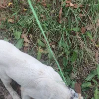 توله میکس الابای، کانگال|سگ|مشهد, خواجه ربیع|دیوار