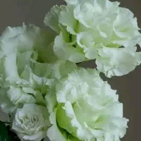 سریدار خانم