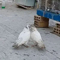 کبوتر شمرونی کله برنجی|پرنده|بومهن, |دیوار