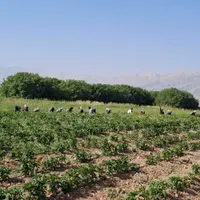 سرکارگر|خدمات باغبانی و درختکاری|فیروزآباد (فارس), |دیوار
