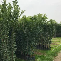 انواع نهال مثمر مرکبات بلوبری آووکادو گردو زیتون..