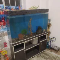 اکواریوم|ماهی|کرمانشاه, |دیوار