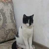 واگذاری دو گربه|گربه|اهر, |دیوار