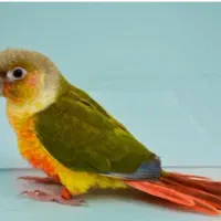 گمشده