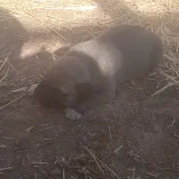 واگذاری.سگ.|سگ|رادکان, |دیوار