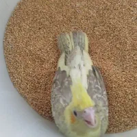 جوجه‌عروس،برزیلی، مرغ عشق