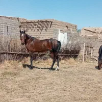 مادیان مدارک کامل
