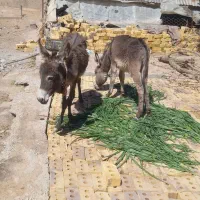 گره الاغ نر وماده