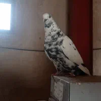 کفتر تهرونی