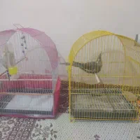 قفس پرنده عروس هلندی