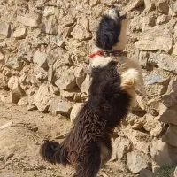 لاس برجی .ریشی ادمخور