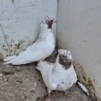 کفتر ماهرو کاکلی