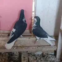 کبوتر خوشرنگ|پرنده|فولادشهر, B2|دیوار