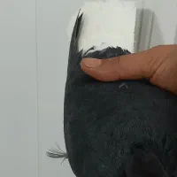 کبوتر دم سفید|پرنده|مشکیندشت, |دیوار