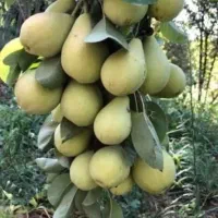 نهال گلابی بیروتی زود رس