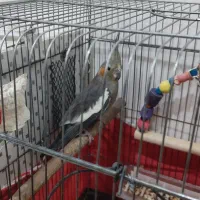 عروس پاریس معاوضه