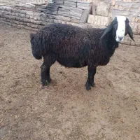 بره قوچ|حیوانات مزرعه|اسفرورین, |دیوار