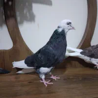 ی جفت کفتر آس