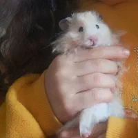 همستر نر فشن