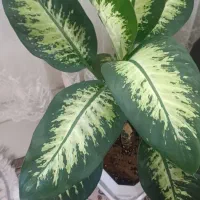 گل دیفن باخی|گل و گیاه طبیعی|کرمانشاه, |دیوار