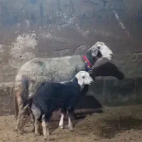 میش و بره جوان|حیوانات مزرعه|بروجرد, |دیوار