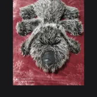 عروسک بزرگ|اسباببازی بچه|نیشابور, پنجراه|دیوار