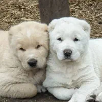 قفقازی وارداتی سرابی آلابای