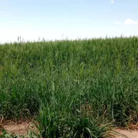 زمین کشاورزی متری ورامین روستای ایجدان|فروش زمین و ملک کلنگی|جوادآباد, |دیوار