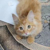 بچه گربه|گربه|یزد, |دیوار