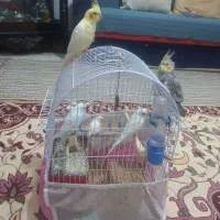 عروس هلندی مرغ عشق فنج