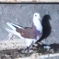 مجسمه تندیس ماکت کبوتر|مجسمه، تندیس، ماکت|زابل, |دیوار