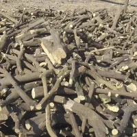 فروش وخرید چوب پرتقال گریپ فرود نارنگی و مرکبات