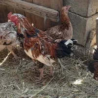 مامعله|حیوانات مزرعه|هیدوچ, |دیوار