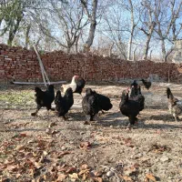 مرغ مرندی|حیوانات مزرعه|آذرشهر, |دیوار