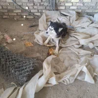 واگذاری|سگ|سلطانیه, |دیوار