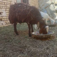 فروش قوچ افشاری
