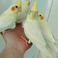 جفت عروس لوتینو