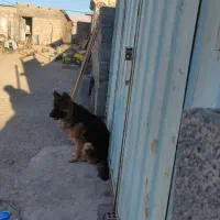 سگ ماده 9ماهه ژرمن خرگوشی شیب استاندارد|سگ|نگار, |دیوار