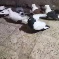 کبوتر سگ پرشی جوین جفت گاه پرشی|پرنده|سبزوار, هفت تیر|دیوار