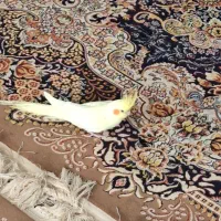 عروس هلندی نر