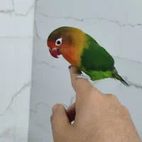 طوطی برزیلی