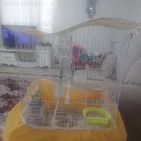 طوطی عروس هلندی