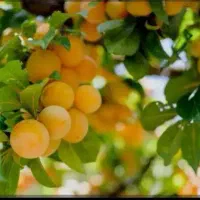 کودهای ارگانیک به راحتی محصولت رو چند برابر کن