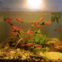 تعدادی ماهی دم شمشیری سواردتل و کت فیش با اکواریوم