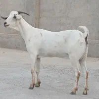 بز سومال