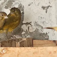 قناری نر|پرنده|بستک, |دیوار