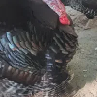 بوقلمون برنزانگلیسی