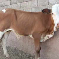 گوساله نر جنس سمینتال اصل آینده دار