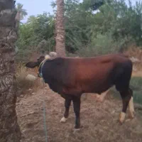گاو